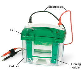 Bio-Rad Mini-PROTEAN Tetra Cell Gel Electrophoresis System